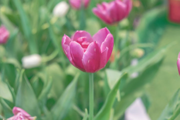 Blurred for Background.Beautiful Pink tulips blooming in garden,Tulip flower with green leaf background in tulip field at spring.