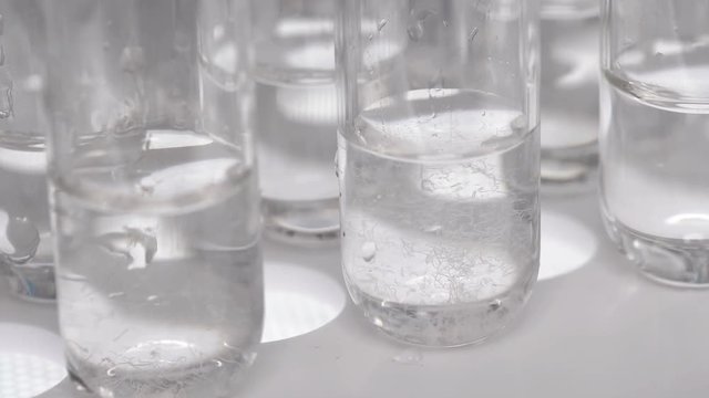 the laboratory puts a test tube with a nematode worm in place