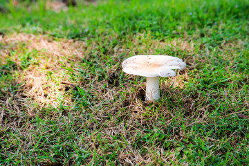 Termite Mushroom growning up in garden after rain drop