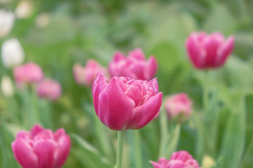 Blurred for Background.Beautiful Pink tulips blooming in garden,Tulip flower with green leaf background in tulip field at spring.