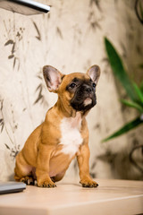 Beautiful puppy breed French Bulldog