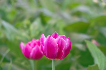 Close up.Beautiful Pink tulips blooming in garden,Tulip flower with green leaf background in tulip field at spring.
