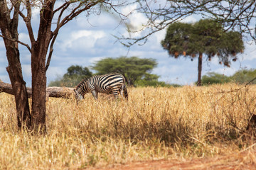 Fototapeta na wymiar Zebra in der Savanna
