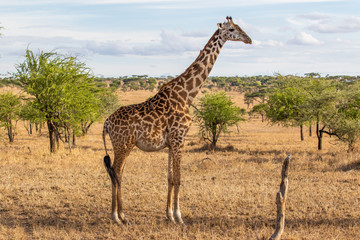 Giraffe