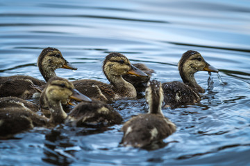 Flock of Birds