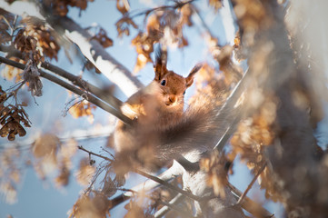 Red squirrel on a tree in the forest in autumn