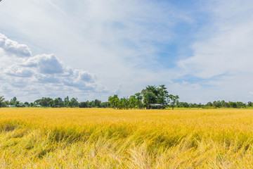 ripe of brown paddy rice field with beautiful sky and cloud background in Thailand.