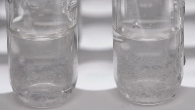 two test tubes with a nematode worm in the laboratory for study