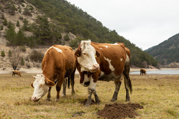 Fototapeta na wymiar cows free ranging on the shores of Sünnet Gölü in the Bolu mountains of Turkey