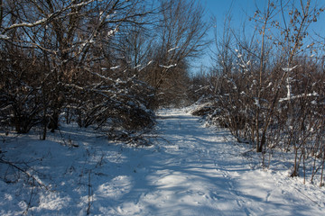 Snow-covered trees in the forest.