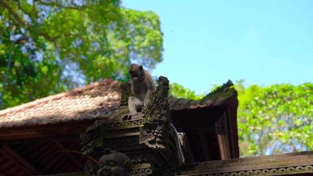 Macaque monkey sitting on the wallof the temple inside of a Monkeys forest covered with stone carving