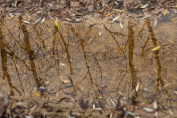 trees in the Bolu mountains reflected in a puddle