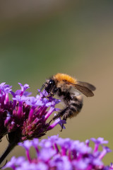 die fliegende Biene 3