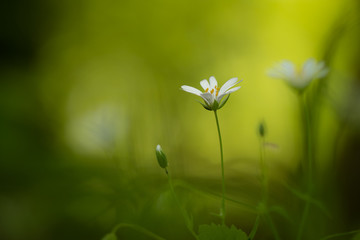 Beautiful delicate white spring flower on gorgeous green bokeh background. Macro closeup of amazing spring flora. Fresh green color with sunlight.