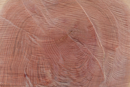 Baumtextur