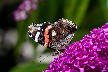 Schmetterling in der Natur