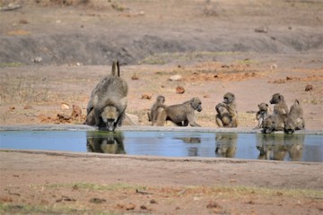 baboon family at water 