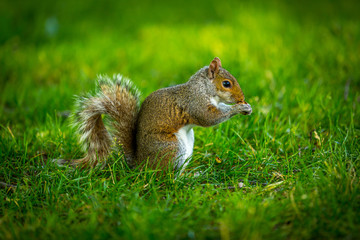 Squirrel
