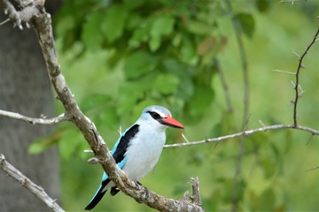 blue bird on a branch