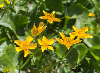 Alps flora: kingcup; marsh-marigold (Caltha palustris)