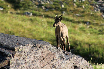Female mountain goat in a natural environment. Caucasian mountain goat tour in the national reserve