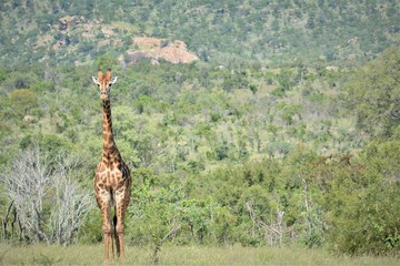 giraffe in the savanna
