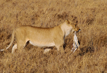 Fototapeta na wymiar A female lion with a young mammal prey in its mouth in Serengeti Safari park in Tanzania, Africa