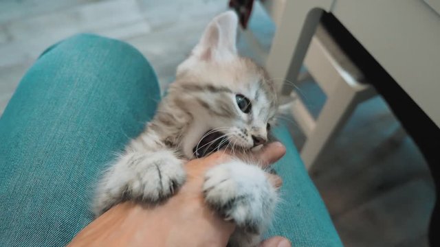 man playing with a kitten with his hand on his lap. little kitty is played beautiful cute funny video. cat pet kitten and human host friendship love lifestyle care