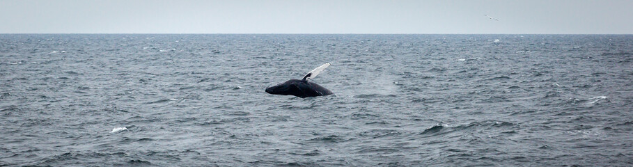 Obraz premium Humpback Whale