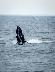 Fototapeta premium Humpback Whale