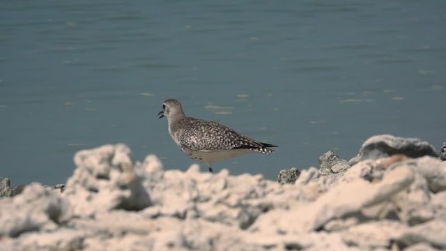 Wader flying off,hd slow motion.
Migratory wading bird from north asia living at laem prakarang phang nga Thailand between October
to April .