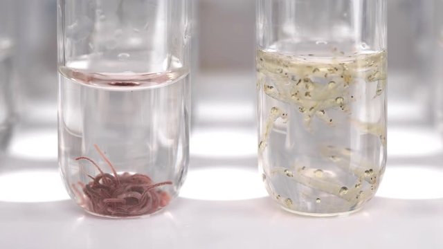 two test tubes with different samples: the Tubifex worm and the larva Chaoborus
