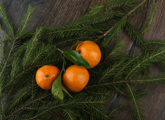 Fototapeta na wymiar Ripe tangerines with leaves on the branches of spruce