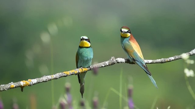 Merops apiaster bee-eater