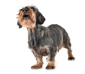 senior dachshund in studio