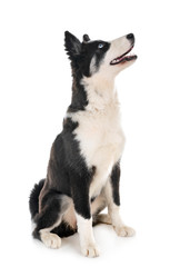 young Yakutian Laika