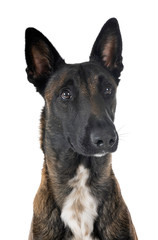 malinois in studio