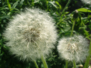 Close up of white fluffy balls of dandelions on the background of greenery in the sunlight.