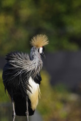 ホオジロカンムリヅル