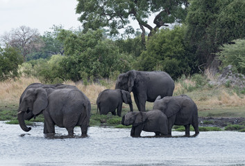 Obraz premium Elephant group taking bath and drinking at a waterhole in Chobe National Park, Botswana