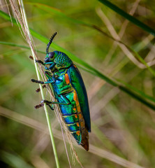 Jewel beetle in field macro shot