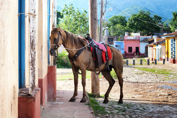 Saddled horse waiting outside a house facing on a cobblestone street in Trinidad city, Cuba.