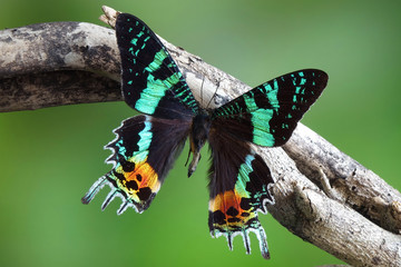 Madagascan Sunset Moth (Chrysiridia rhipheus) , One of world's  most impressive coloful  and...