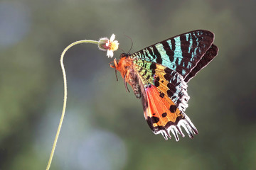 Madagascan Sunset Moth (Chrysiridia rhipheus) , One of world's  most impressive coloful  and beautiful with iridescent parts of the wings. Selective focus, blurred nature green background © Cheattha