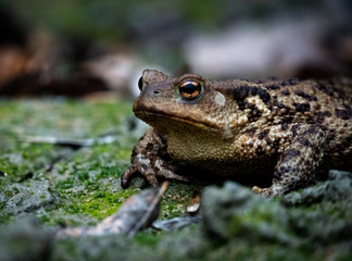 Frog CloseUp