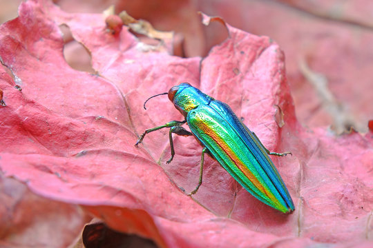 Jewel beetle (Chrysochroa fulgidissima) or Metallic wood-boring beetle , on red autumn leaves. Selective focus and blurred autumn background