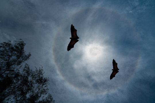 Full Moon Halo flying bats at night