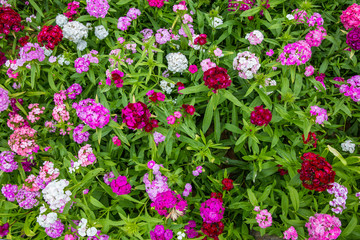 Colorful flowers,Dianthus barbatus var. asiaticus