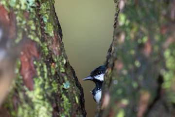 coal tits, passerine song bird posing close up on grass and branches during november in scotland.