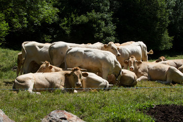 Vacas en el prado todas juntas